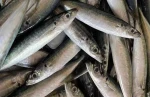 Best Quality Sea Frozen Round Scad Fish From Taiwan