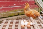 100% Farm Fresh Chicken Eggs for you.