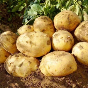 Potato Farming with High Quality and Good Price