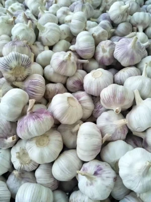 2023 Fresh Garlic