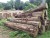 Import Teak wood log from Thailand