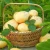 Import Potato Farming with High Quality and Good Price from South Africa
