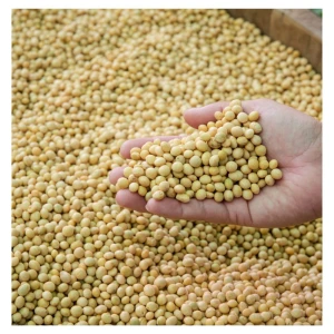High Quality Non-GMO Yellow Dry Soybean Seeds Bulk 25kg