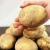 Import Potato Farming with High Quality and Good Price from South Africa