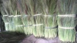 Broom stick