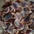 Import Shell Bone murex top  seashells operculum from China