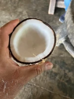 Organic Fresh Coconuts - Fully Husked from Colombia