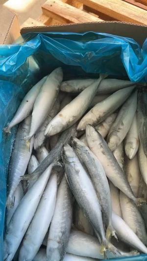 canned mackerel