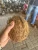 Import Organic Fresh Coconuts - Fully Husked from Colombia from Colombia