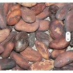Natural Wholesale Dried Raw Cocoa Beans