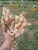 Import Fresh ginger root from Ecuador