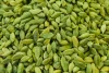High quality grinding fresh green cardamom for seasoning food