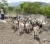 Import Live Saanen Goats / Saanen Goats / Live Goats 100% healthy with all certificates from South Africa