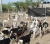 Import Live Saanen Goats / Saanen Goats / Live Goats 100% healthy with all certificates from South Africa