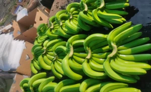 Banana Organic Fresh