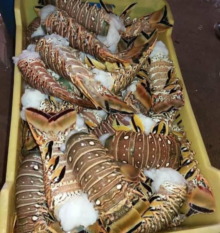 Buy Frozen Whole Lobster & Lobster Tail from WORLDEXIM & CIE ...