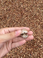 Betel Nut