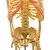 Import Human articulated fetal skeleton teaching model from China