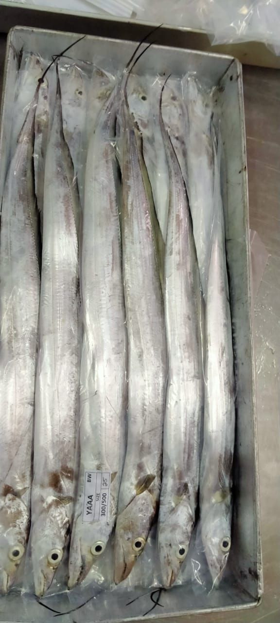 Buy Frozen Ribbon Fish from PT. Sentral Export Indonesia, Indonesia ...