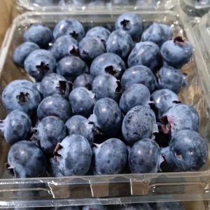 Fresh Blueberries from Ecuador