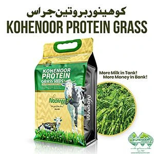 Protein Grass Seed