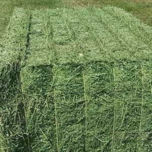 Alfalfa Hay / Timothy Alfalfa Hay / Rhode Hay Premium