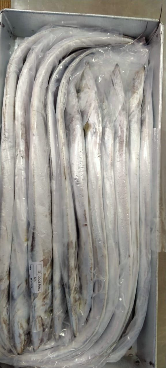Buy Frozen Ribbon Fish from PT. Sentral Export Indonesia, Indonesia ...