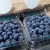 Import Fresh Blueberries from Ecuador from Ecuador