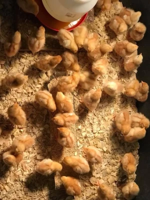 Layer Chicks For Sale