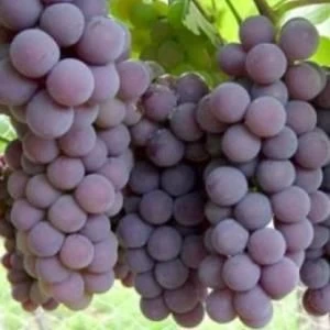 Fresh Grapes from Ecuador