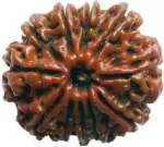 Rudraksha Bead 11 mukhi(Faces)