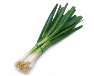 100% Fresh Green Spring Scallion Onion in South Africa