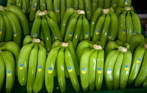 100% High Quality Fresh Cavendish Banana affordable price