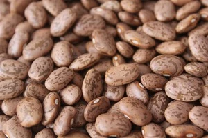 %100  organic pinto beans available Stock