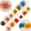 12 Colors 3D nail art Decoration Real Dry Dried Flower For UV Gel Acrylic Nail Art