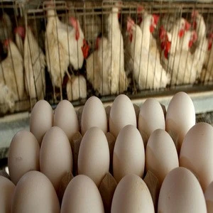 2020Fresh White Chicken Egg Best Packing &amp; Best Exporters