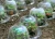 Import 3-Pack Garden Bell Plant Protector Baby Garden Protective Plant Bell cover garden Cloches Protector Cover Plant Nursery Cap from China