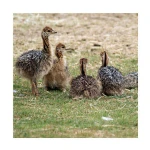 Baby Ostrich Chicks / Baby Ostrich From Thailand