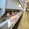 Best Design Easily Used Chicken Egg Poultry Farm Equipment for Sale