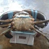 Best Price Live Mud King Crab Fresh 17-111