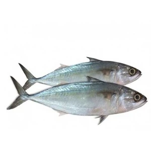 Best Seller of Cheap Whole Frozen Parrot Fish Seafood Available