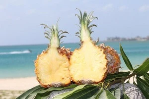 Bogor Organic Fresh Pineapple Made In Japan