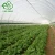 Import China manufacture tunnel double layer plastic greenhouse for roses seeding from China