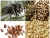 Import Chinese Siberian Koraiensis Yunnanensis pine nut kernel from China