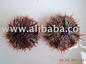 Collector Sea Urchin - Tripneustes Gratilla