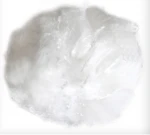 Corn  staple fiber  use for spinning  nonwoven filling