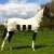 Import Cotton Horse Rugs from India