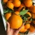 Import Delicious Sweet Shiranui Citrus Fresh Mandarin Citrus Orange Fruit from China