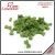 Import Dental Care Bone Spinach Pet Supplier from China