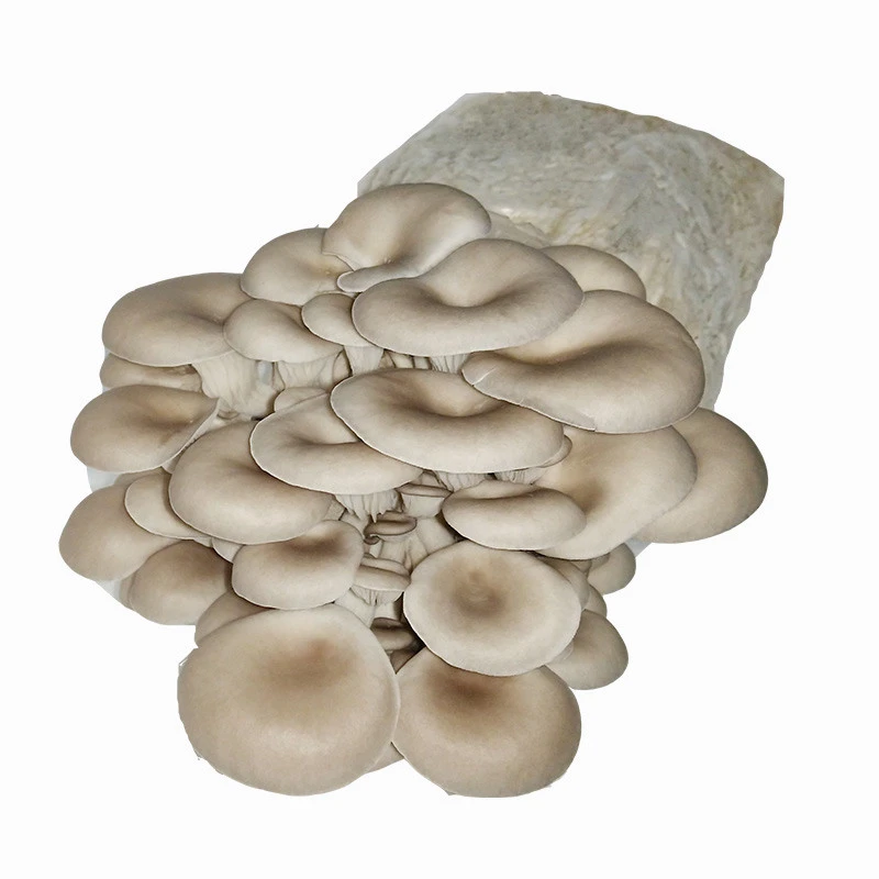 DETAN mushroom spawn high production white oyster Mushroom spawns/logs/bags for sale price (offer technical guidance )